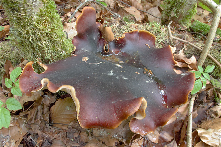 Image de Polypore bai