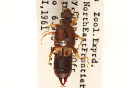 Image of Pygidicranoidea