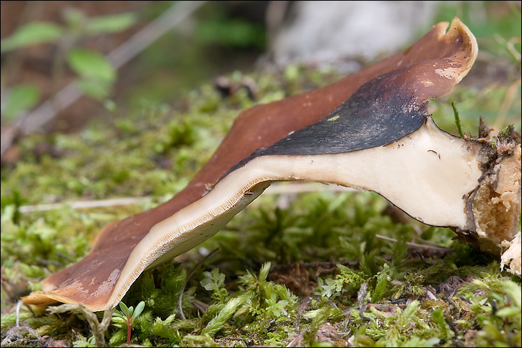 Image de Polypore bai