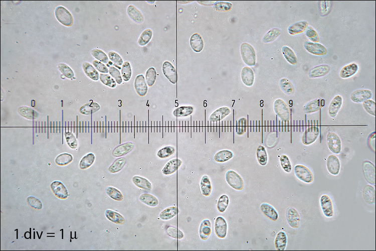 Image de Polypore bai