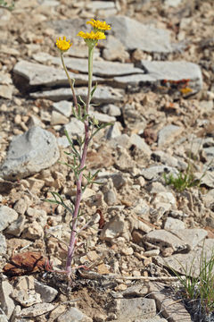 Image of Cooper's rubberweed