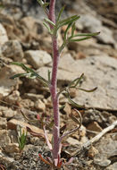 Image of Cooper's rubberweed