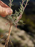 Imagem de Hymenoxys cooperi (A. Gray) Cockerell