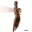 Image of little earwig