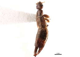 Image of little earwig
