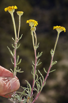 Image of Cooper's rubberweed