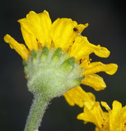 Image of Cooper's rubberweed