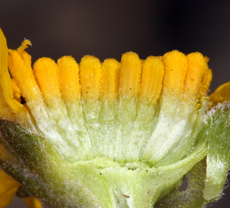 Image of Cooper's rubberweed