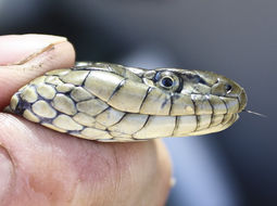 Image of Giant Garter Snake