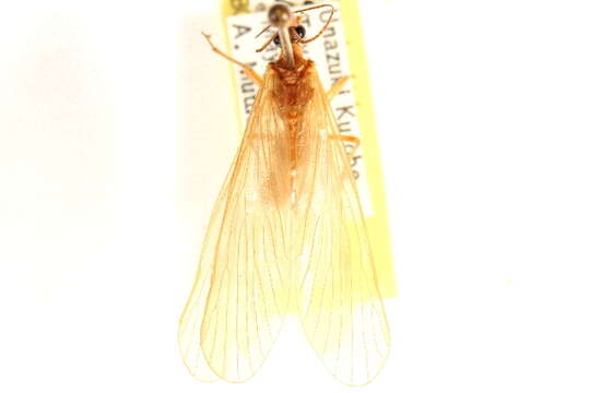 Image of short-faced scorpionflies