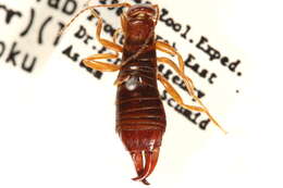 Image of Anisolabidinae