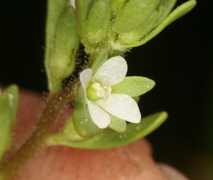 Image of hairy purslane speedwell