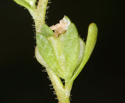 Image of hairy purslane speedwell