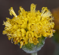 Plancia ëd Hymenopappus filifolius var. nanus (Rydb.) B. L. Turner