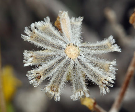 Image of fineleaf hymenopappus