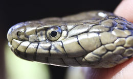 Image of Giant Garter Snake