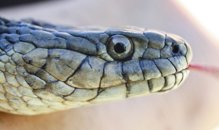 Image of Giant Garter Snake