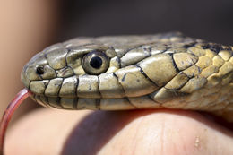 Image of Giant Garter Snake