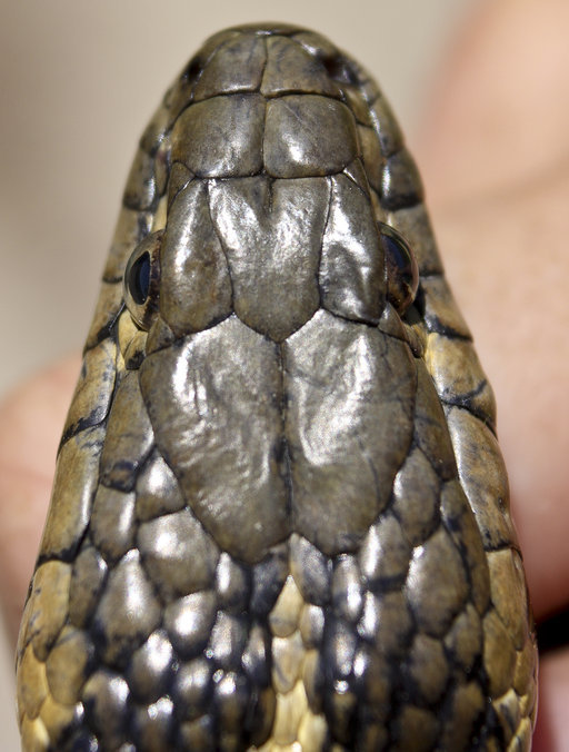 Image of Giant Garter Snake