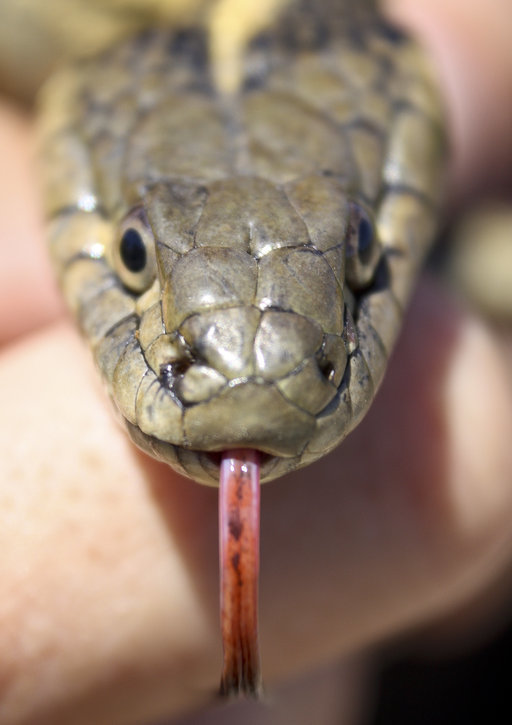 Image of Giant Garter Snake