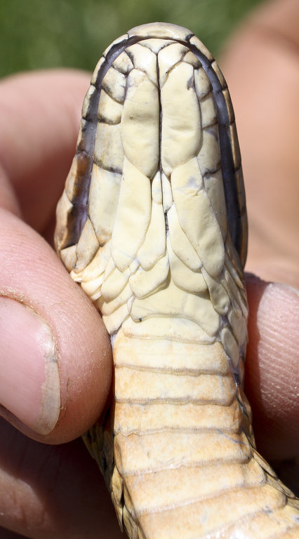 Image of Giant Garter Snake