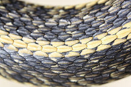 Image of Giant Garter Snake