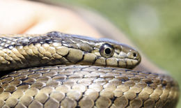 Image of Giant Garter Snake