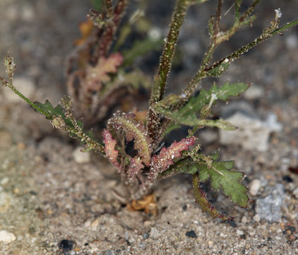 Image of <i>Aliciella monoensis</i>