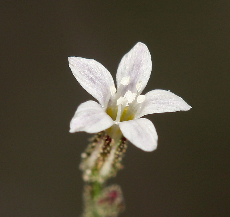 Image of <i>Aliciella monoensis</i>