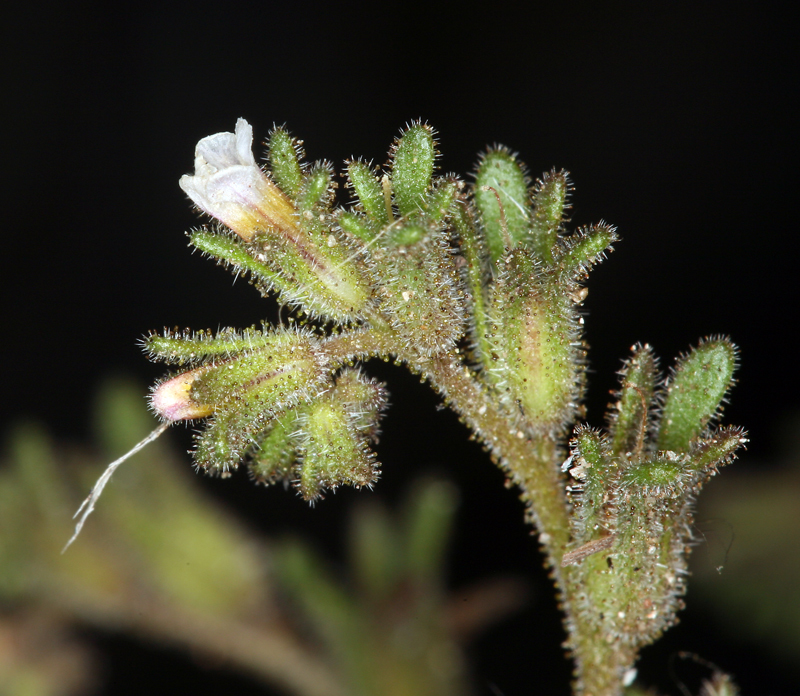 Image of sticky phacelia