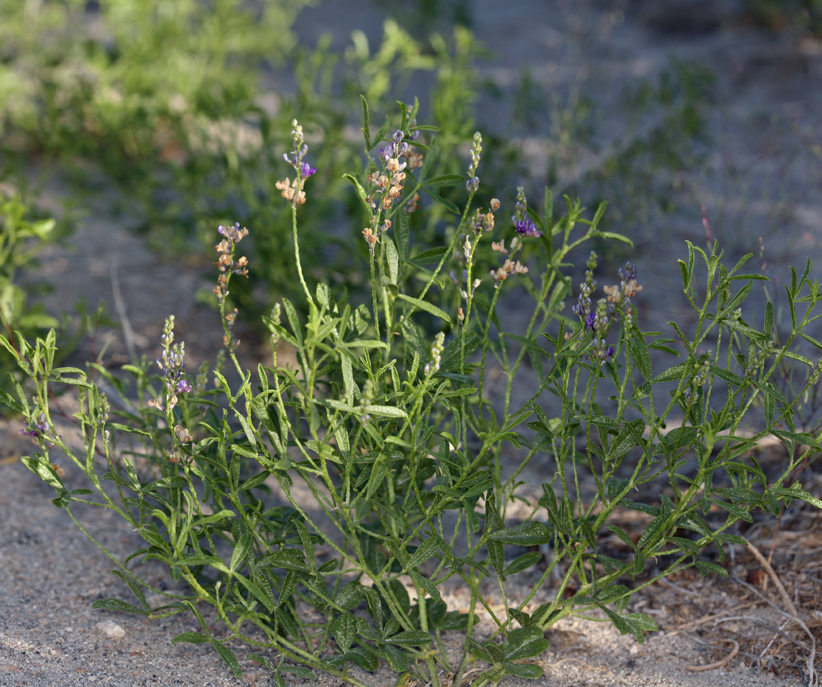 Imagem de <i>Ladeania lanceolata</i>