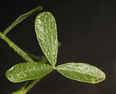 Image de <i>Ladeania lanceolata</i>