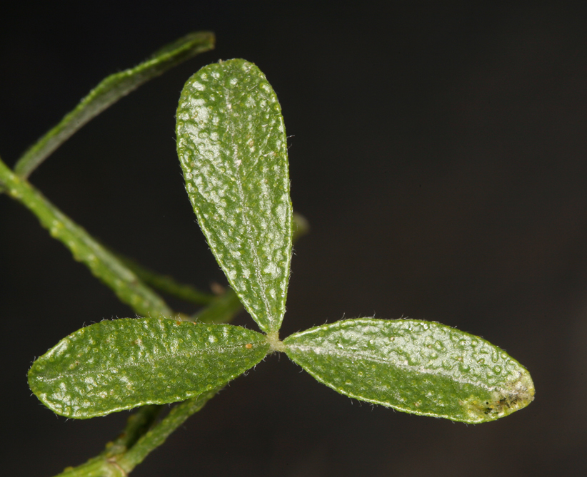 Imagem de <i>Ladeania lanceolata</i>