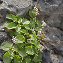 Sivun Hesperidanthus jaegeri (Rollins) Al-Shehbaz kuva