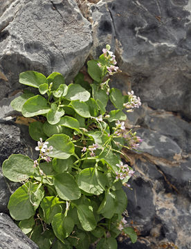 Plancia ëd Hesperidanthus jaegeri (Rollins) Al-Shehbaz