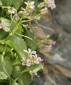 Image of cliffdweller