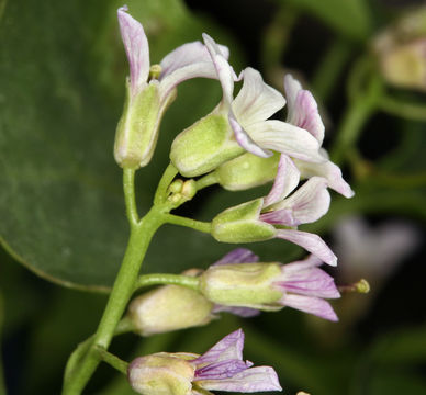 Plancia ëd Hesperidanthus jaegeri (Rollins) Al-Shehbaz