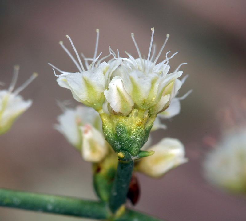 Image of Heermann's buckwheat