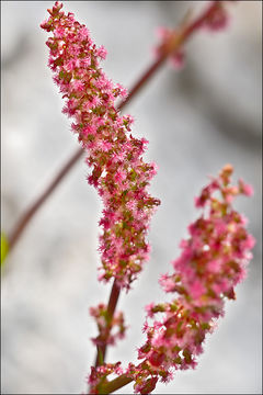 Image of Rumex nivalis Hegetschw.