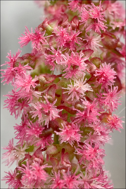 Image of Rumex nivalis Hegetschw.