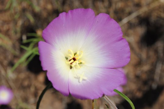 Imagem de Clarkia gracilis subsp. albicaulis (Jepson) F. H. Lewis & M. E. Lewis