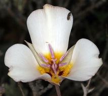 Image of Panamint Mountain mariposa lily