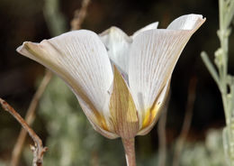 Image of Panamint Mountain mariposa lily