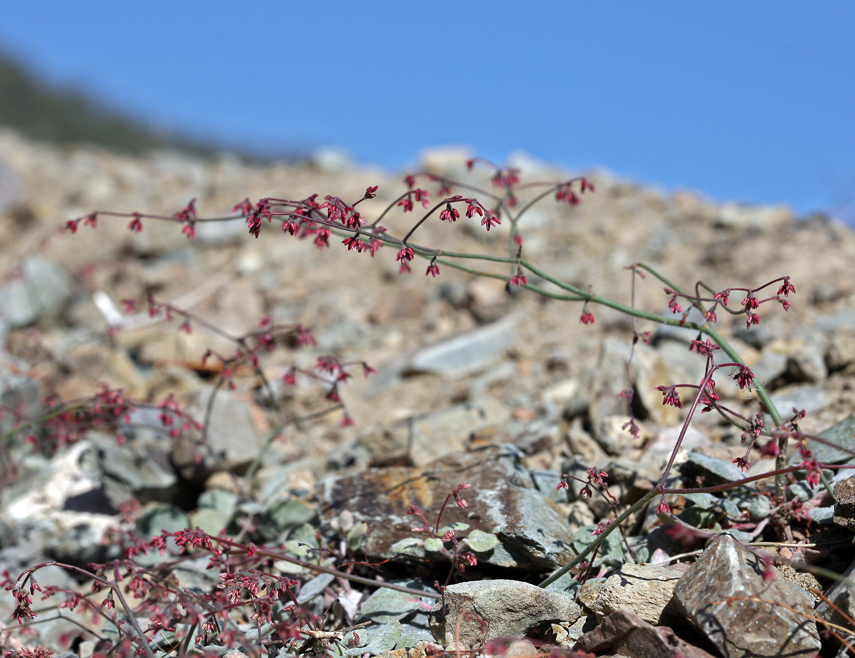 Image of Telescope Peak buckwheat