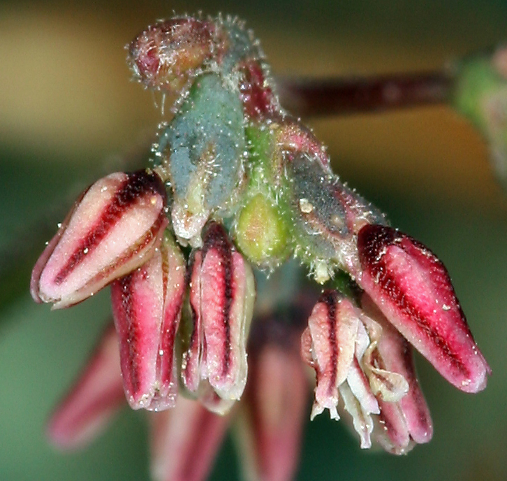 Image of Telescope Peak buckwheat