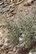 صورة Galium hilendiae subsp. carneum (Hilend & J. T. Howell) Dempster & Ehrend.