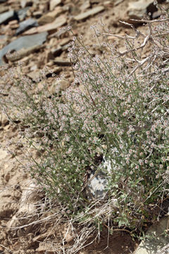 Plancia ëd Galium hilendiae subsp. carneum (Hilend & J. T. Howell) Dempster & Ehrend.