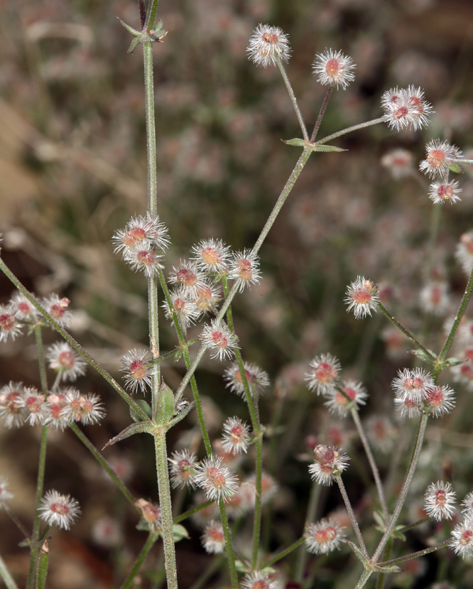 صورة Galium hilendiae subsp. carneum (Hilend & J. T. Howell) Dempster & Ehrend.