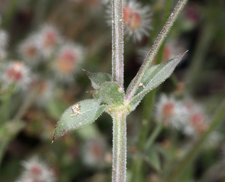 Plancia ëd Galium hilendiae subsp. carneum (Hilend & J. T. Howell) Dempster & Ehrend.