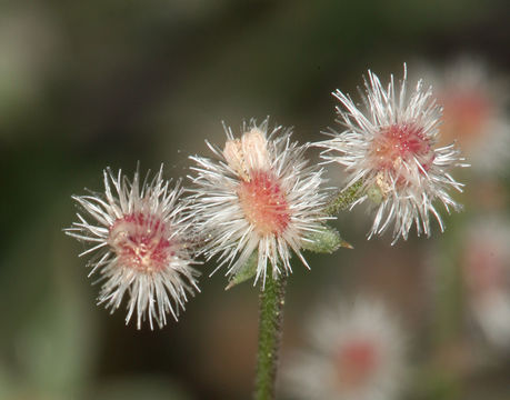 Plancia ëd Galium hilendiae subsp. carneum (Hilend & J. T. Howell) Dempster & Ehrend.